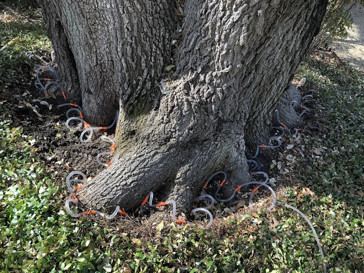 Detailed Tree Cabling and Bracing job site in High Falls