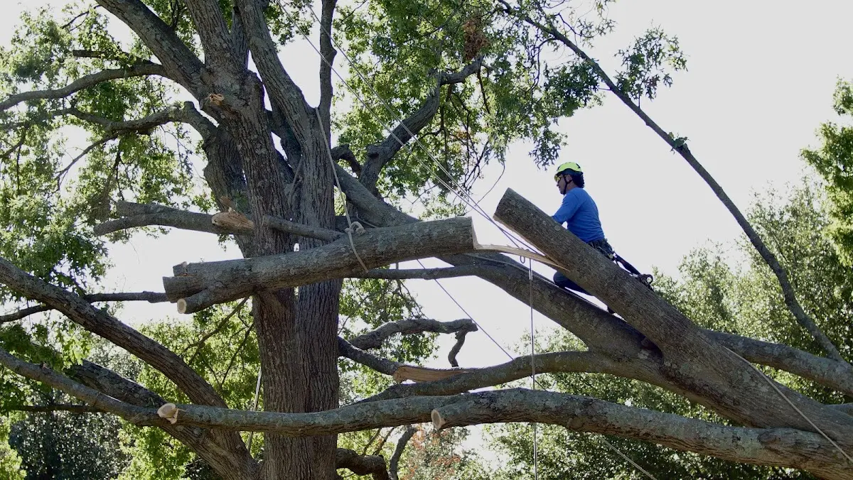 Professional Crown Thinning performed by certified arborists in High Falls